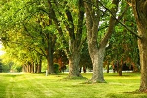 Understanding The Basics Of Tree Services