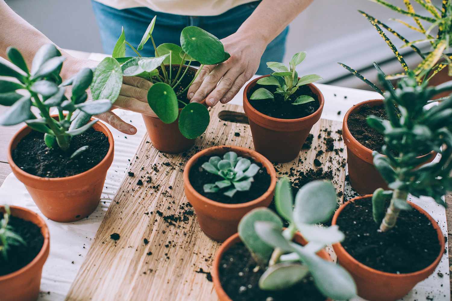 Air-Purifying Plants,Biophilic Home Design,Houseplants for Stress Relief,NASA-Approved Indoor Plants,Beginner-Friendly Greenery,Plants That Boost Productivity