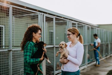 Small Dog Rescue Shelter