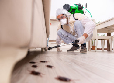 Understanding pest control services: what you need to know