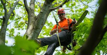 The Importance and Techniques of Tree Pruning