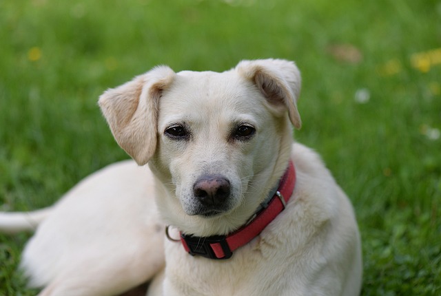 How long does a dog sleep in a day