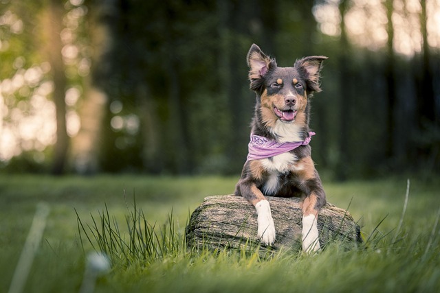 What is the Best Dog Treat for Bad Breath?