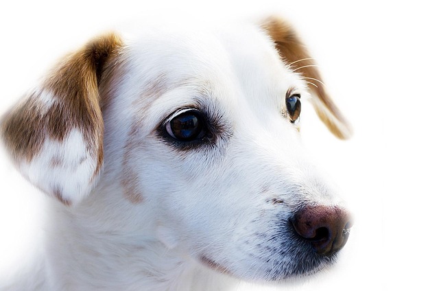 Does dog eczema go away?