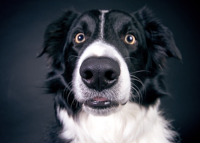 At what age can a dog jump in agility?