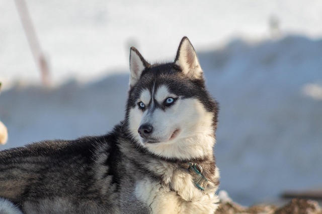 What happens if you don't groom your husky?