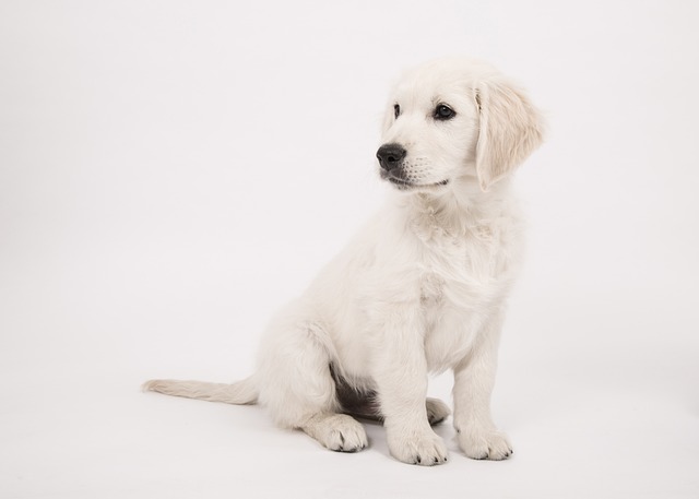 How long does conjunctivitis last in a dog?