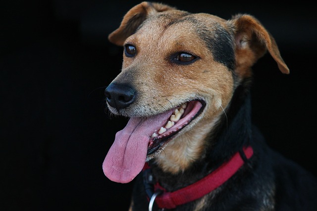 How do I know if my dog has a gut infection?