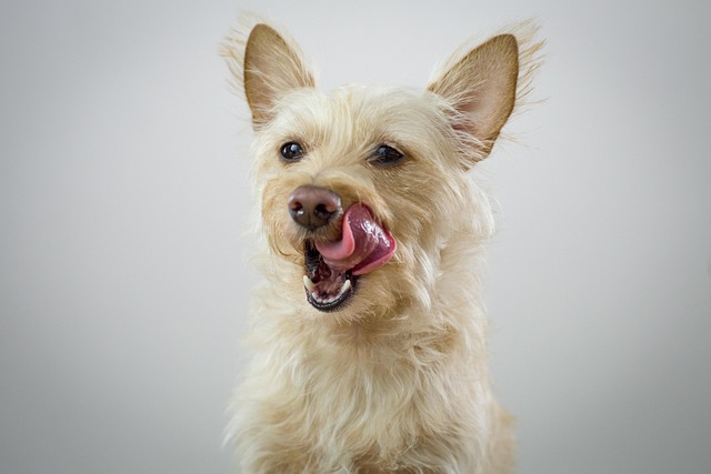 How does a dog's correction collar work