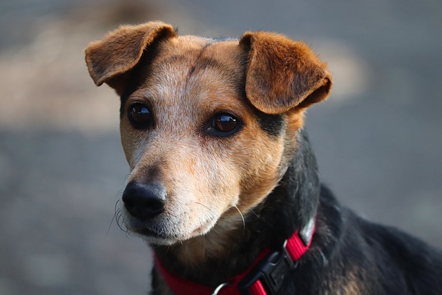 What to give dogs after a hike