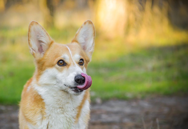 How to train dogs not to eat indiscriminately