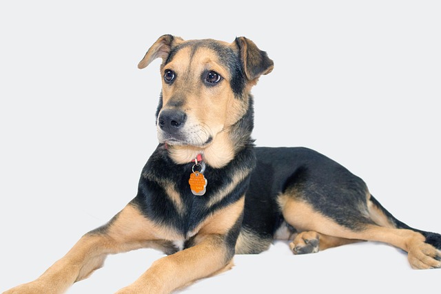 How long does it take for a dog to learn a new behavior?