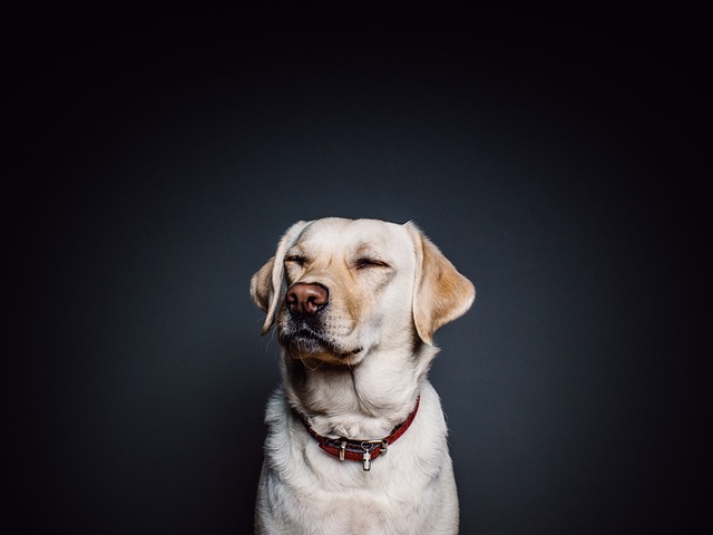 Why do groomers cover dogs ears when drying?