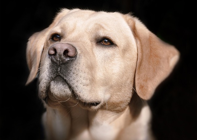 How to train a hyper Labrador?