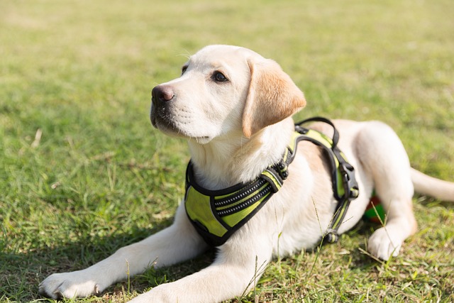 How do you teach a Labrador to retrieve?