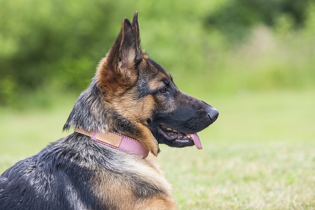 How do you know if your dog is in congestive heart failure