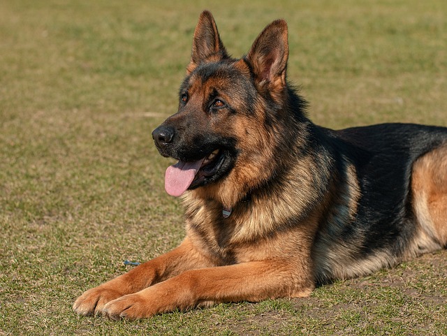 Dog heart problems coughing treatment