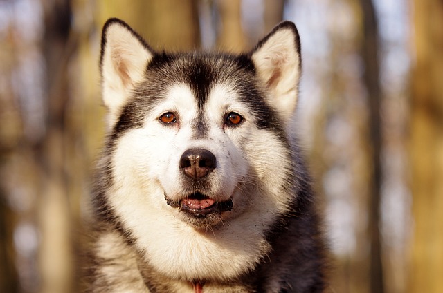 Why can't dogs eat chocolate