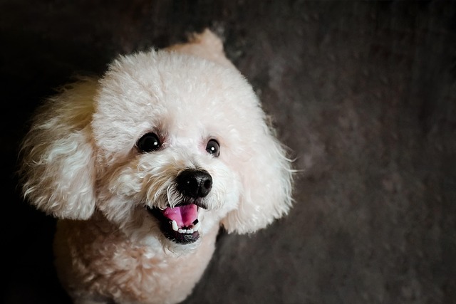 Are male or female dogs easier to housebreak?
