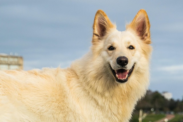 What is the ideal nutrition for a dog