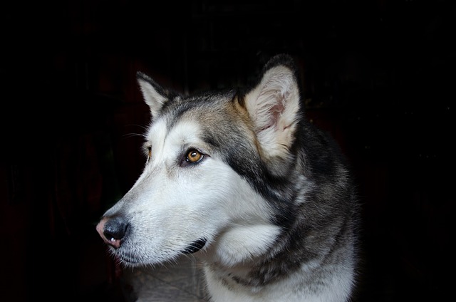 How to train a dog to sit and stand?