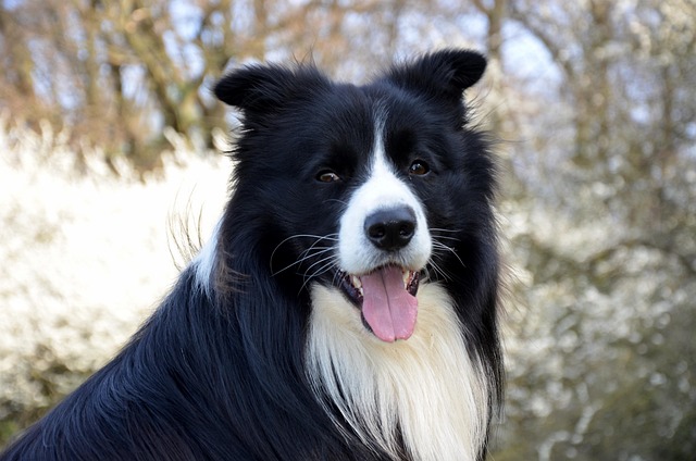Do dogs ears need to be trimmed?
