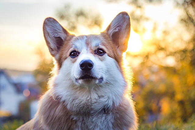 Can dogs catch a cold from being outside in the cold?