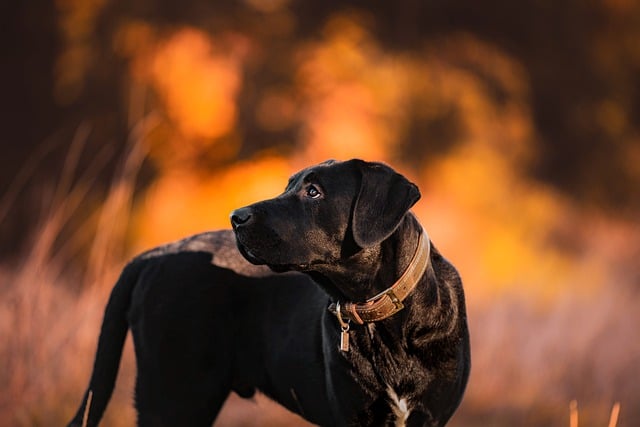 What changes occur in the behavior of male dogs after sterilization