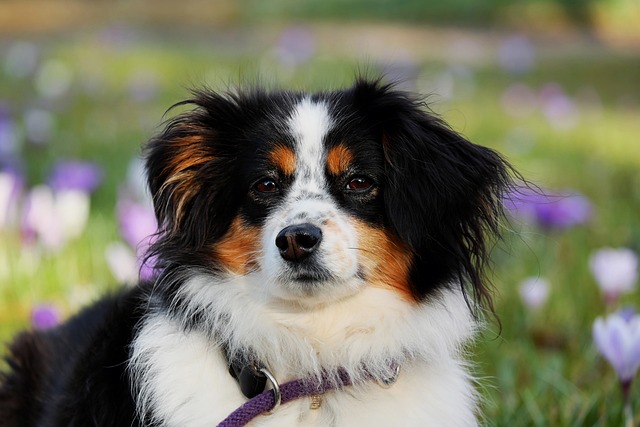 Low calorie dog training treats recipe
