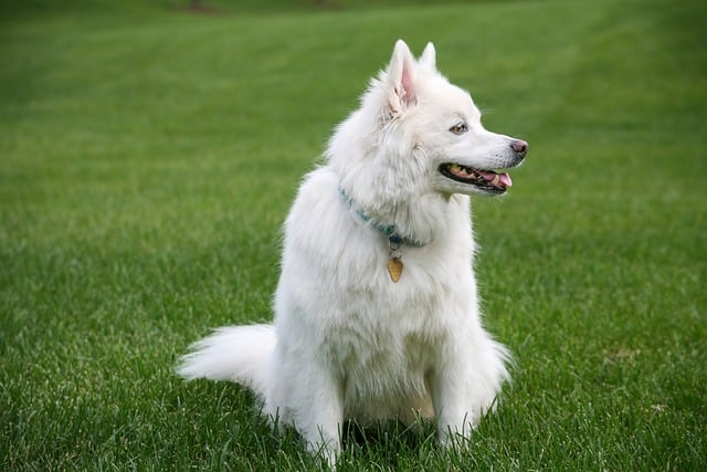 How to train Labrador Retrievers to shake hands with people