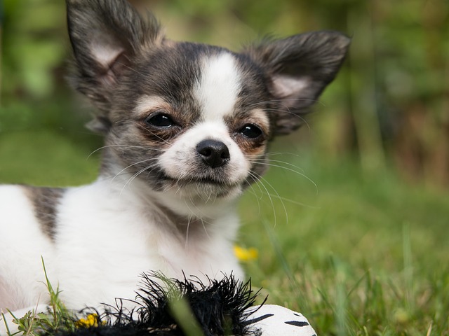 How to potty train a puppy fast indoors?