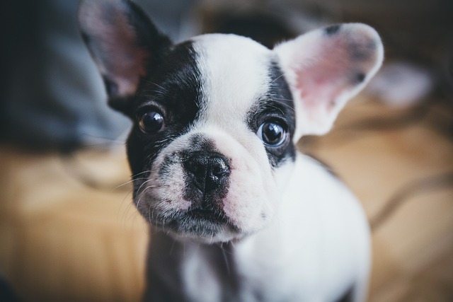 How long does a stomach bacterial infection last in dogs?