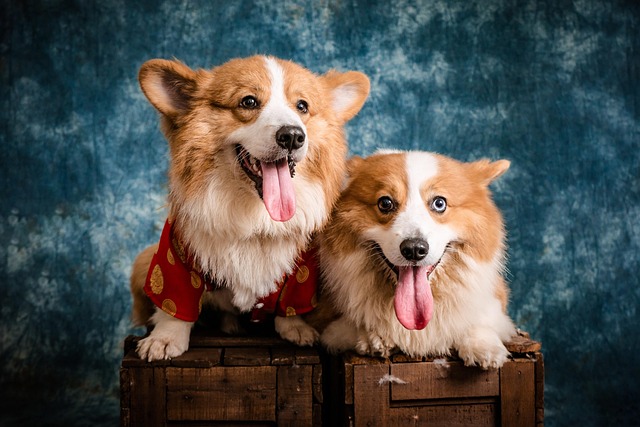 What is a common method of diagnosing ringworm in dogs?