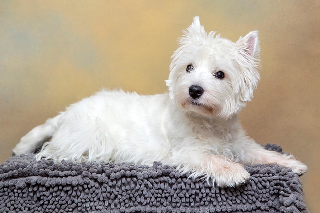 What is the best age to start puppy training classes?