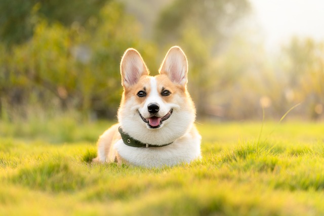 do dogs behavior change after neutering