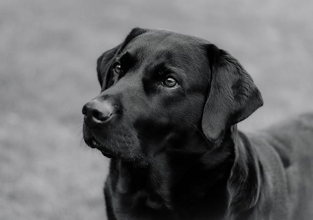 What scent will deter dogs from chewing?