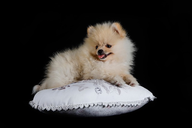 How to stop dog anxiety pooping