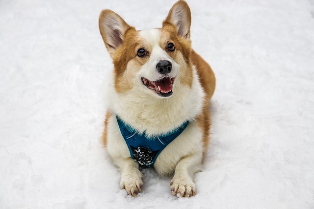 Why does obesity cause diabetes in dogs?