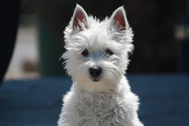 How to correct a puppy that always likes to pounce and bite its feet