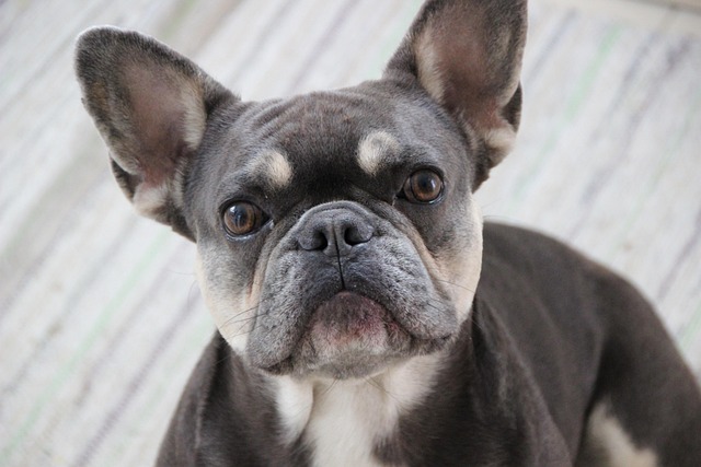 Can dog dermatitis heal on its own?