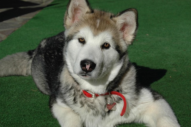 How long does it take to train a puppy to sit and stay?