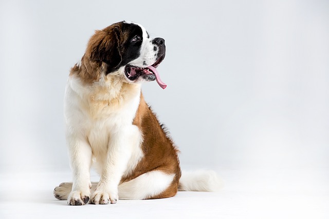 What are the symptoms of too much calcium in dogs?