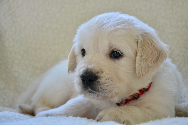 How to train a puppy to sit and shake?