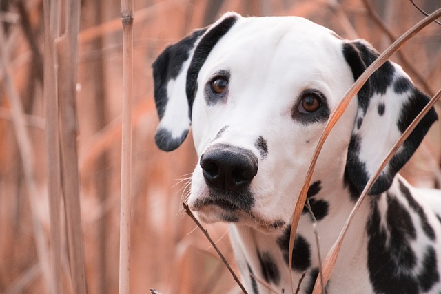 What foods cause eczema in dogs?