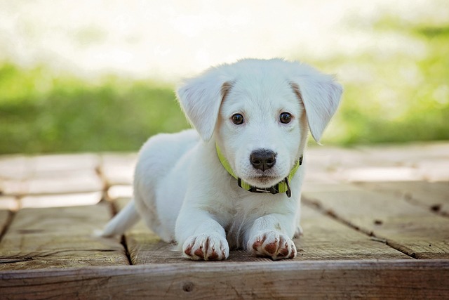 Can I just towel dry my dog?