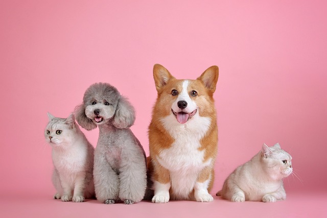 dog separation anxiety toys