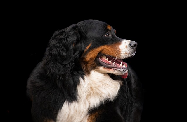 Do dogs with hip dysplasia limp all the time?