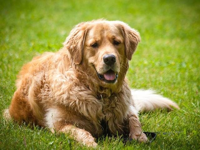 How to train recall on a dog?