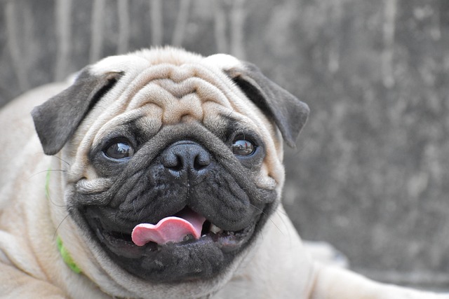 How often should I bathe my dog with eczema?