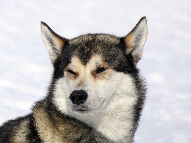 How do I get my dog to stop coughing?